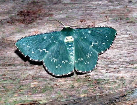 Mottled opal moth - Mottled Opal Moth. Moth Art. Andes. Fairy Art. Art Pictures. Photos. Rainforest. South America. Bobit Business Media. Yellow Furry-legs Moth // Acraga infusa ... 